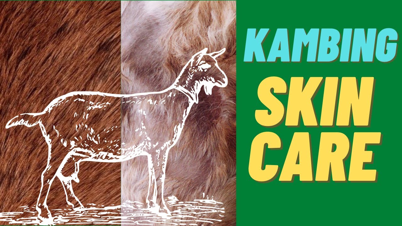 SKIN CARE para sa mga Kambing | Skin Care for GOATS