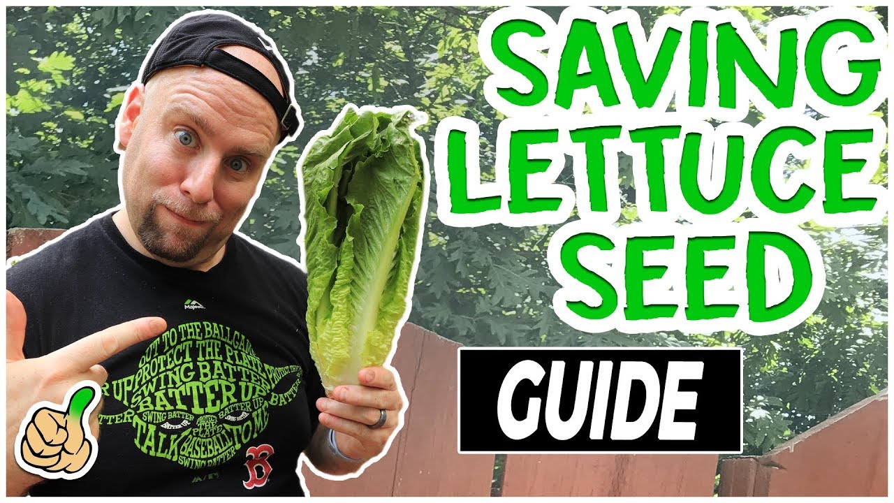 Regrow Lettuce: How to Harvest & Store Lettuce Seeds (2 Easy Ways)