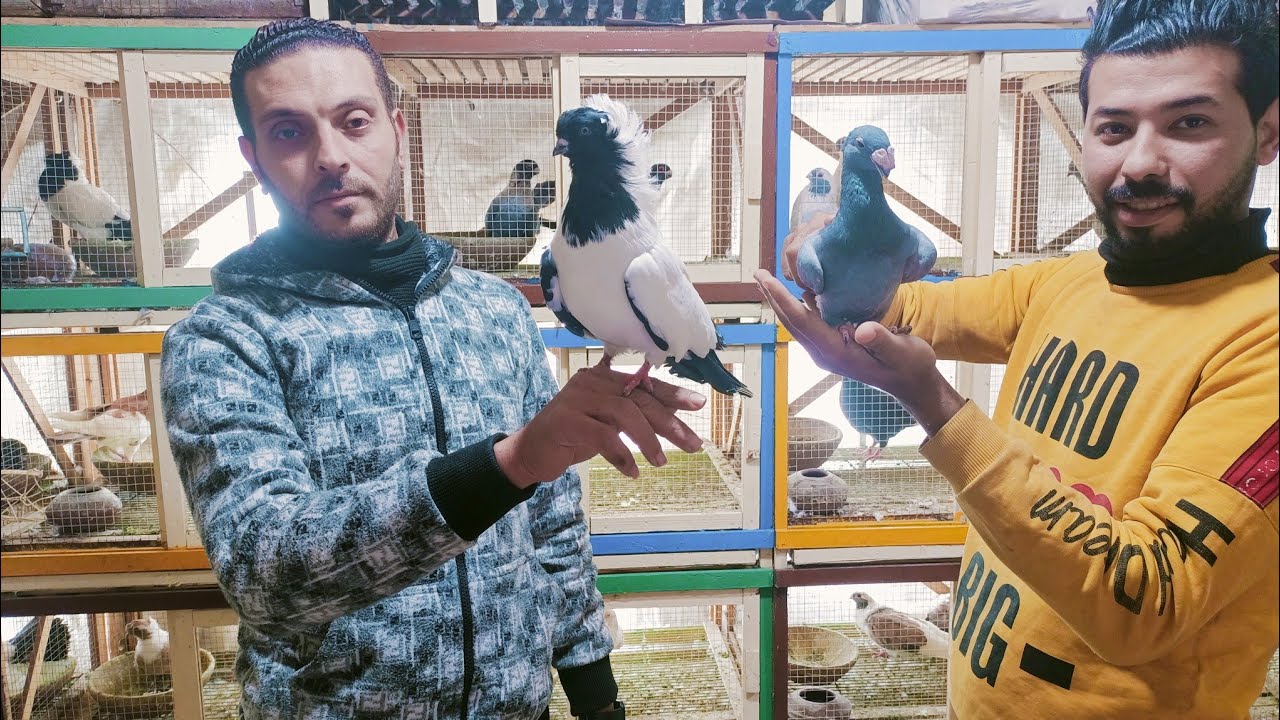 للبيع مجموعه حمام هومر وبلق خضر وحلس وارباچ اوربى ولاحم فرنسى للتواصل مع ابو مليكه 01024065862