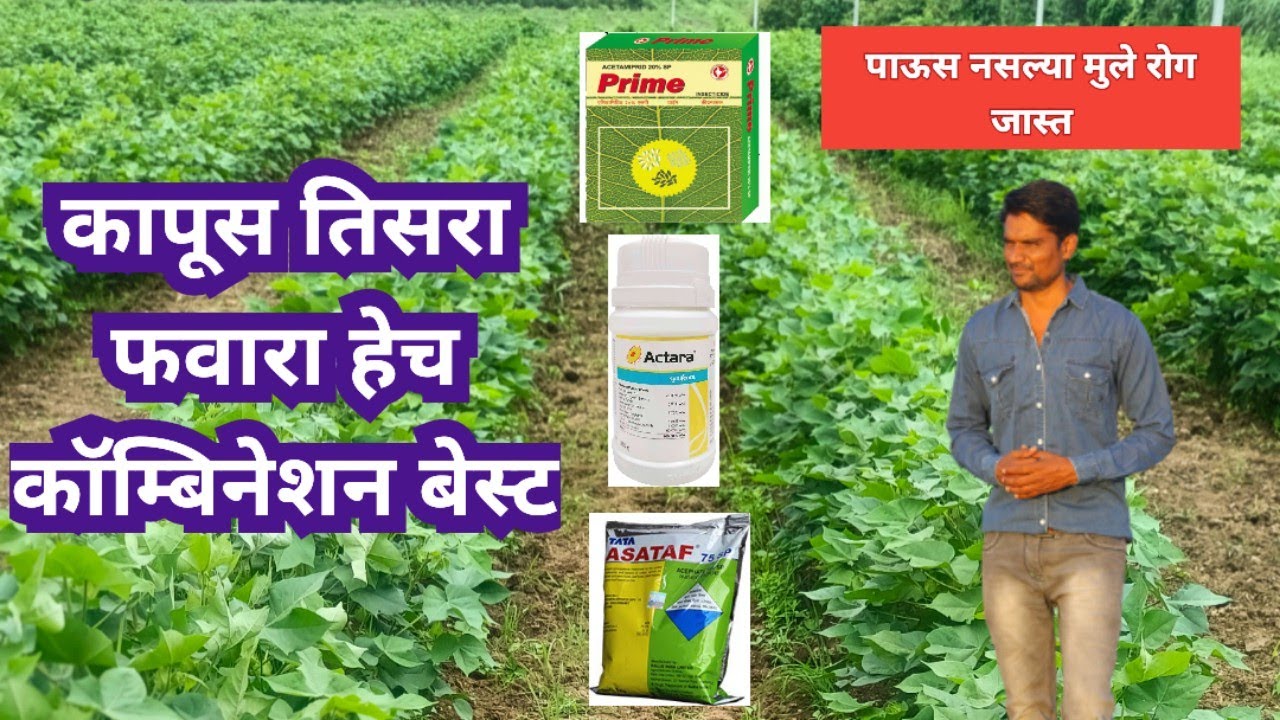 कापूस तिसरा फवारा मावा चिकटा पांढरी माशी बेस्ट कॉम्बिनेशन हेच घ्या अधिक फुटवे अमवश्या पौर्णिमा