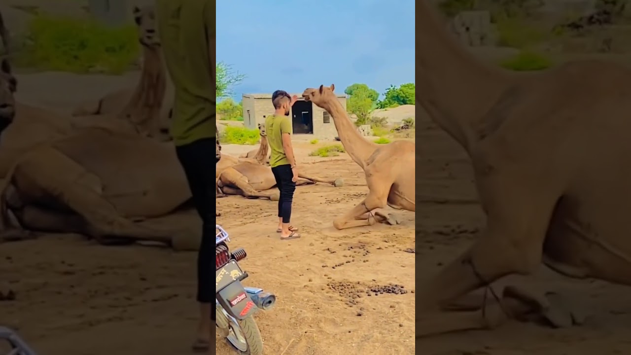 RABARI ❤️#viral #shortsviral #trending #marwadi