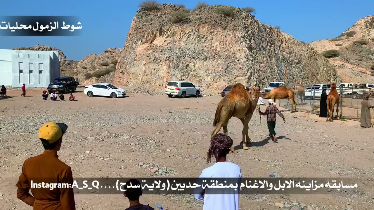 مسابقه مزاينه الابل والاغنام بمنطقة حدبين (ولاية سدح )