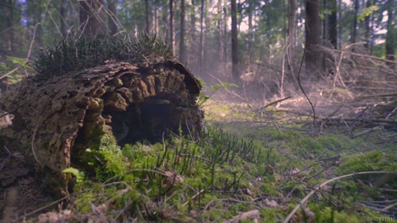 Wonderland Woods - American McGee's Alice - Just slightly slowed~
