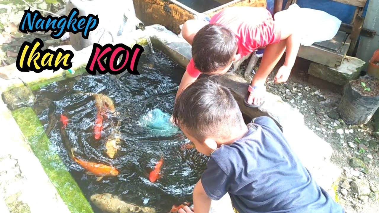 Kakak Main di Kolam Ikan Koi