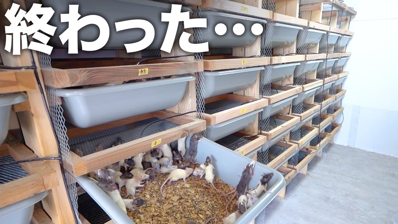 大量のネズミ農場のエアコンが壊れて大量死の危機に陥りました