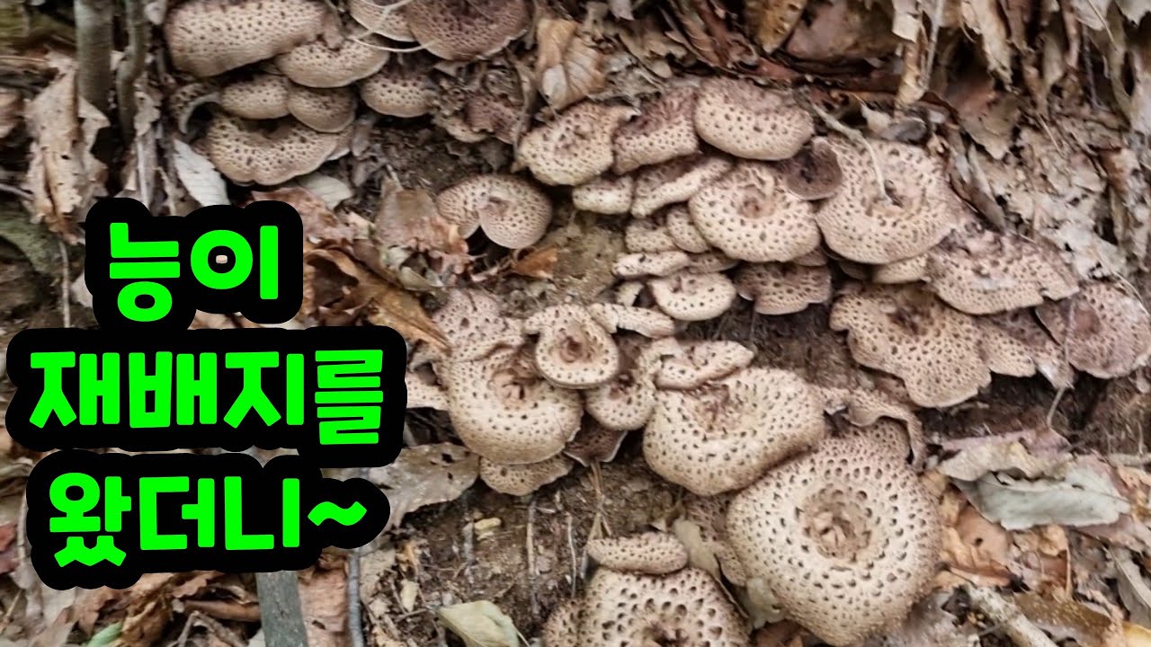 능이 재배지를 갔더니 밭때기로변해 버렸어요