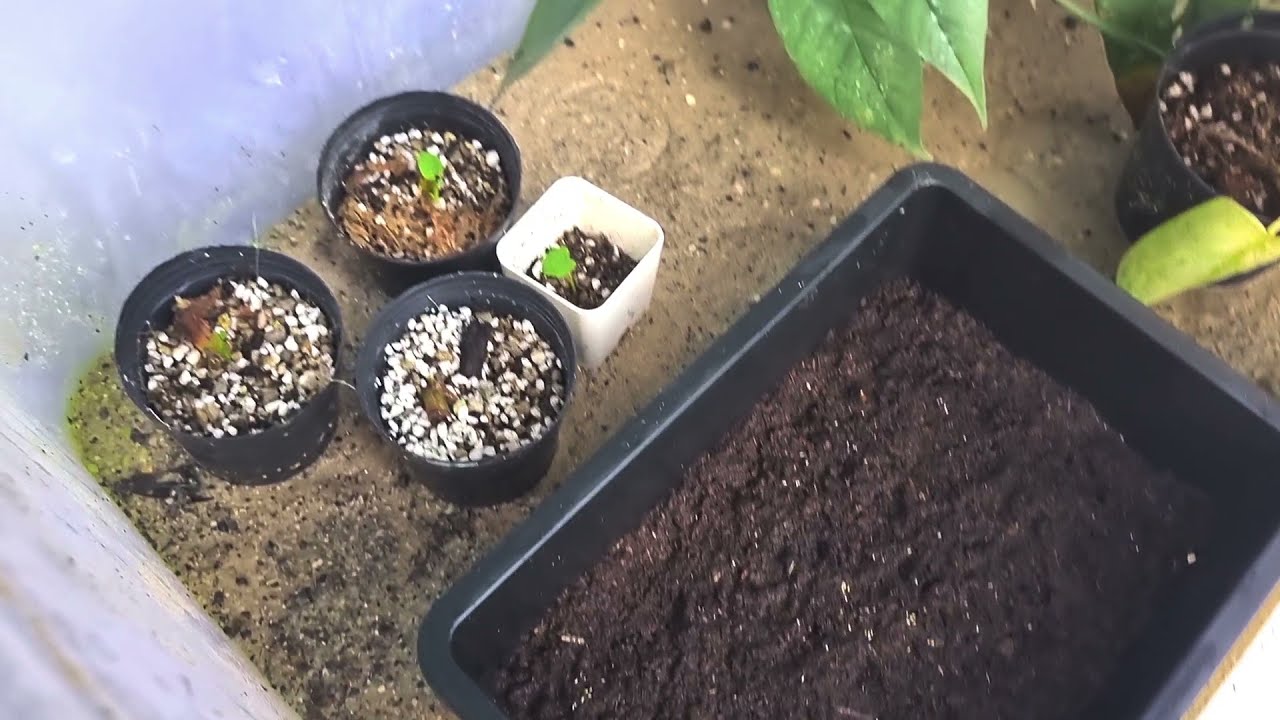 Colocasia seed propagation 