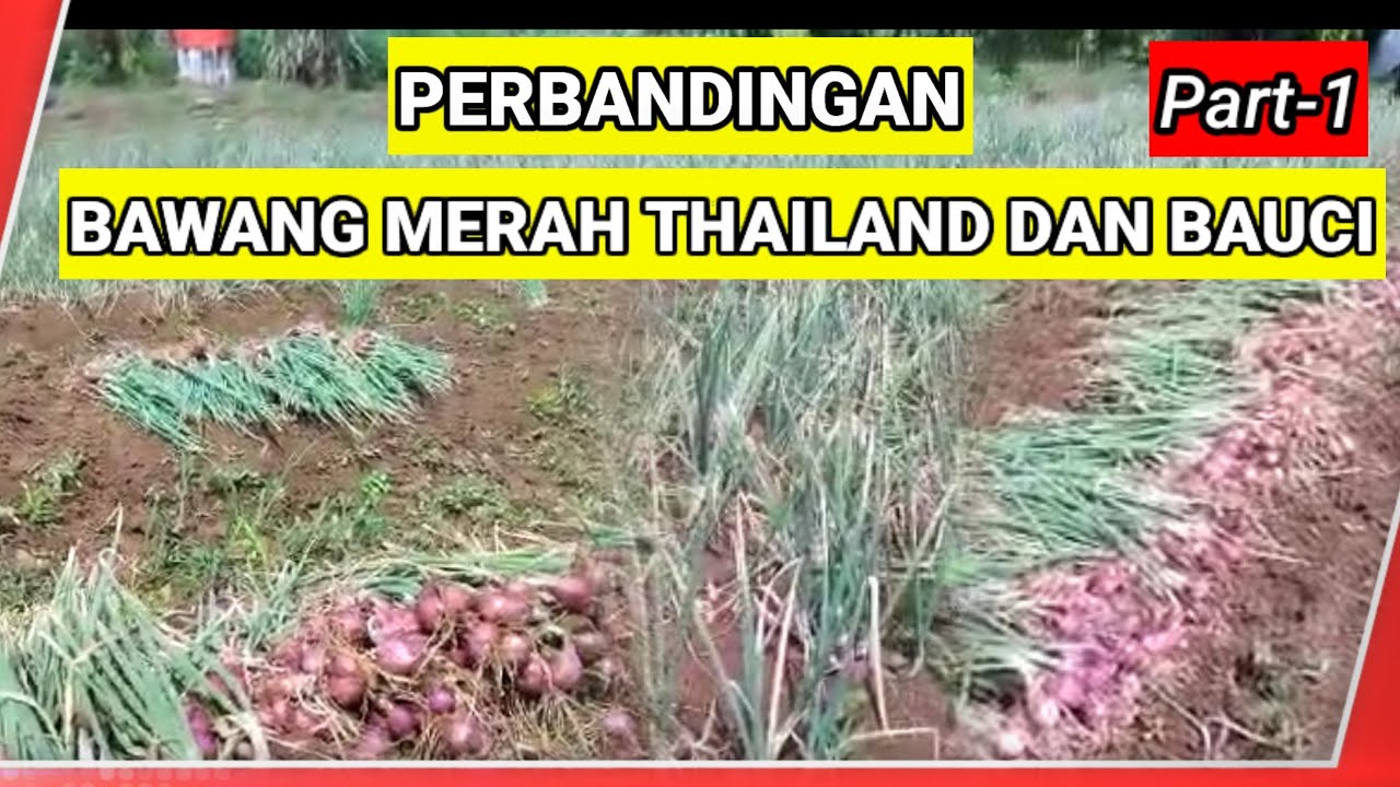 Perbandingan Bawang Merah Thailand dan Bauci
