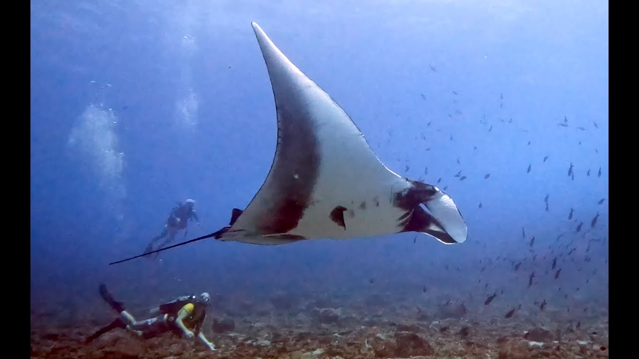 Isla Murciélago - Scuba diving Costa Rica Bat Islands with Rocket Frog Divers