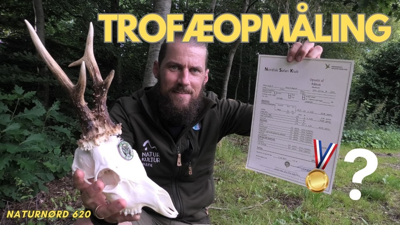 TROFÆOPMÅLING AF RÅBUK - HVORDAN GØR MAN?? // NATURNØRD 620