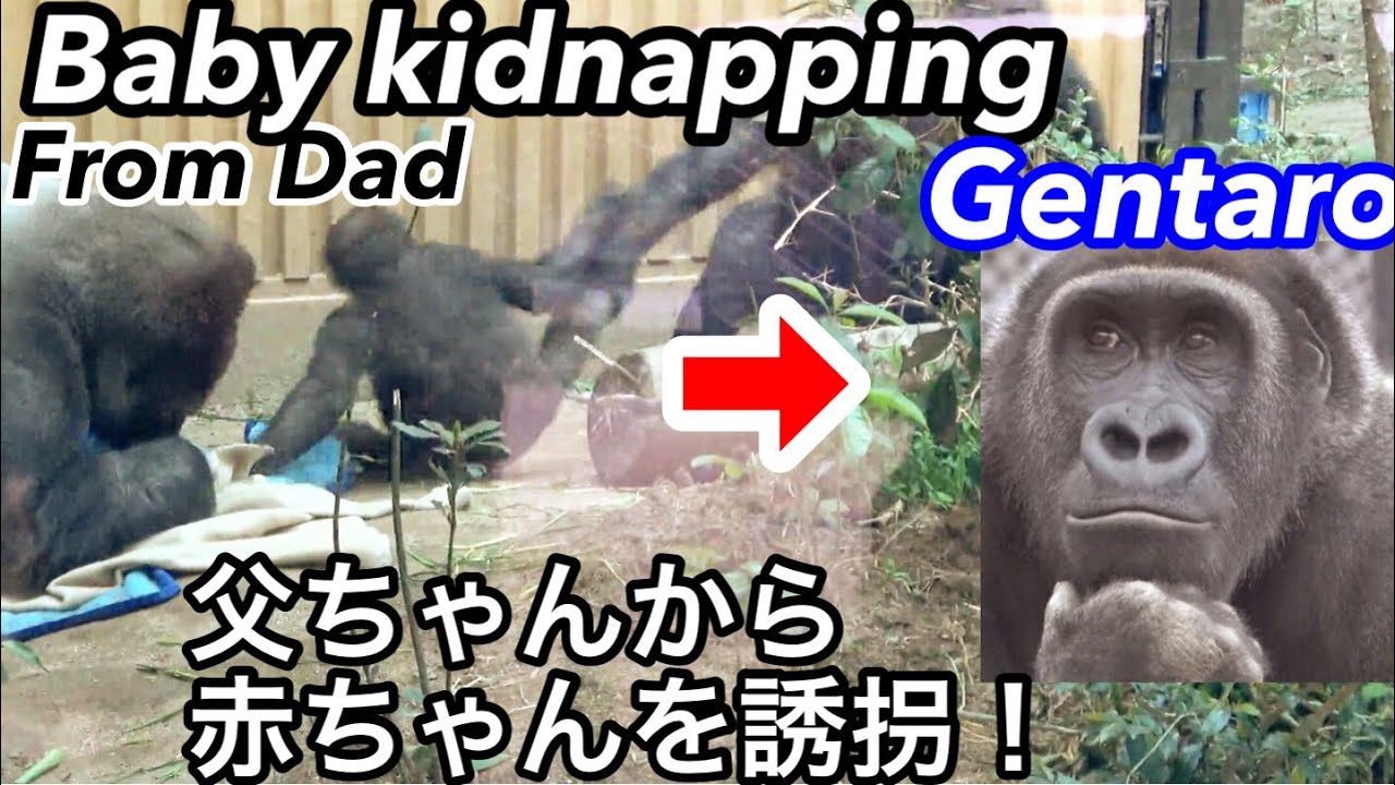 強引に誘拐！ゲンタロウは父からキンタロウを奪い去る🌸Forcible Kidnapping! Gentaro takes Kintaro away from Dad【京都市動物園】2022/4/19