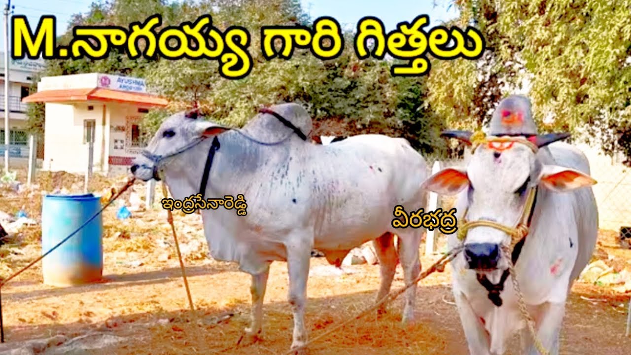దొడ్లవాడు సీనియర్స్ విభాగం 8వ జత   బుల్స్ 🦁