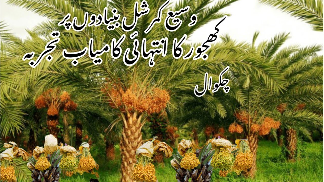 Amazingly Progressive and Successful Farming of Dates Trees at Commercial Level in Chakwal