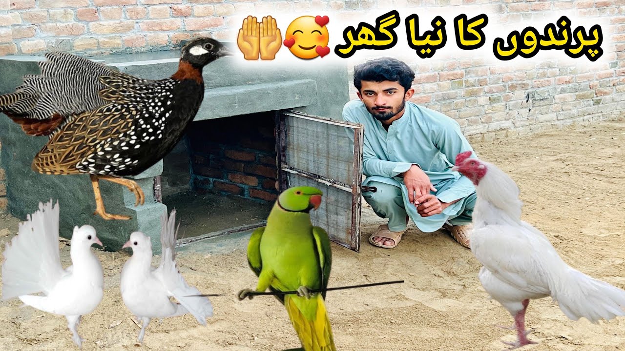 Birds Ka Naya Ghar Bana Diya 🕊️ || Ghori Ki Sardio Ma Sab Sa achi Khurak 🐎