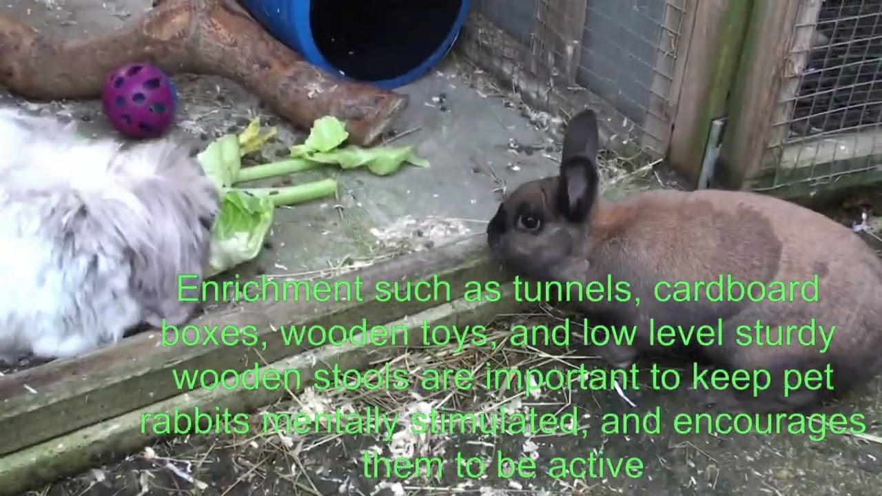 The story of rabbits Dobby and Copper - PART 2