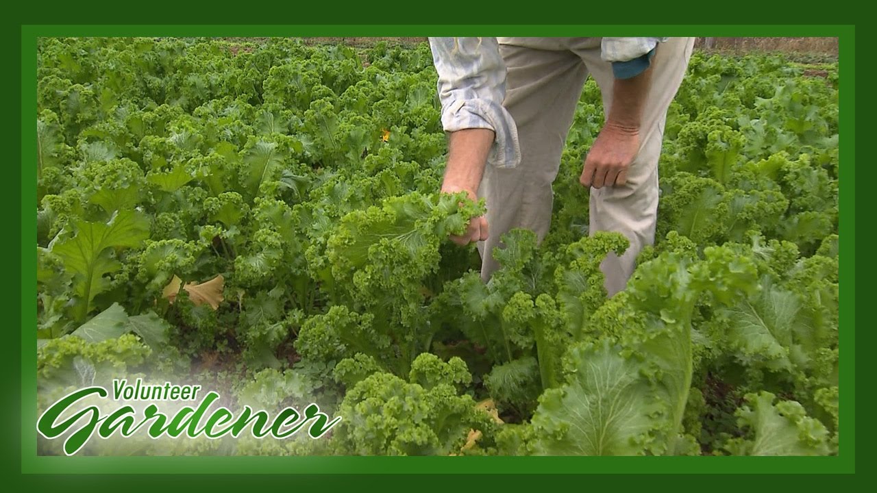Turnips and Mustards | Volunteer Gardener