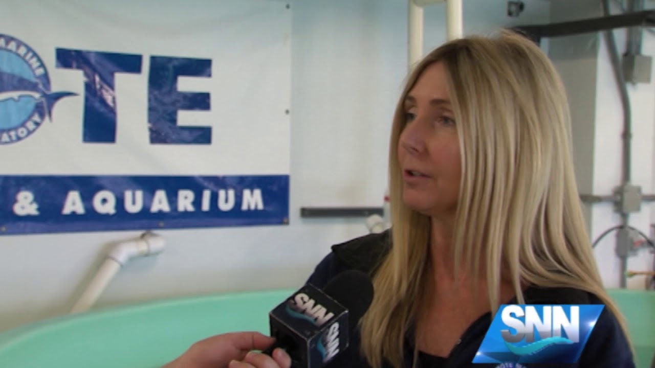 SNN: Look out for cold-stunned turtles