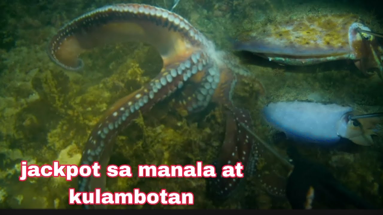 EP335 #jackpot sa manala at kulambotan #night spearfishing philippines