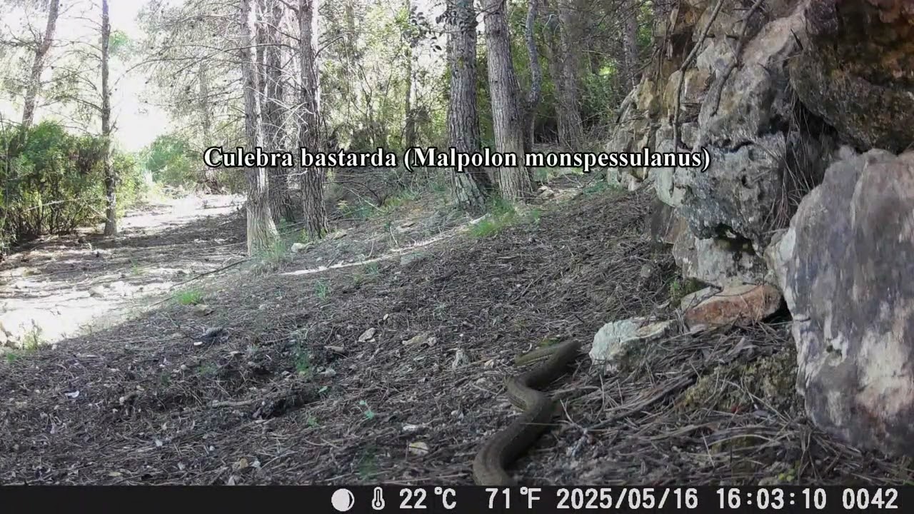 Un rincón en el bosque - Roedores y reptiles