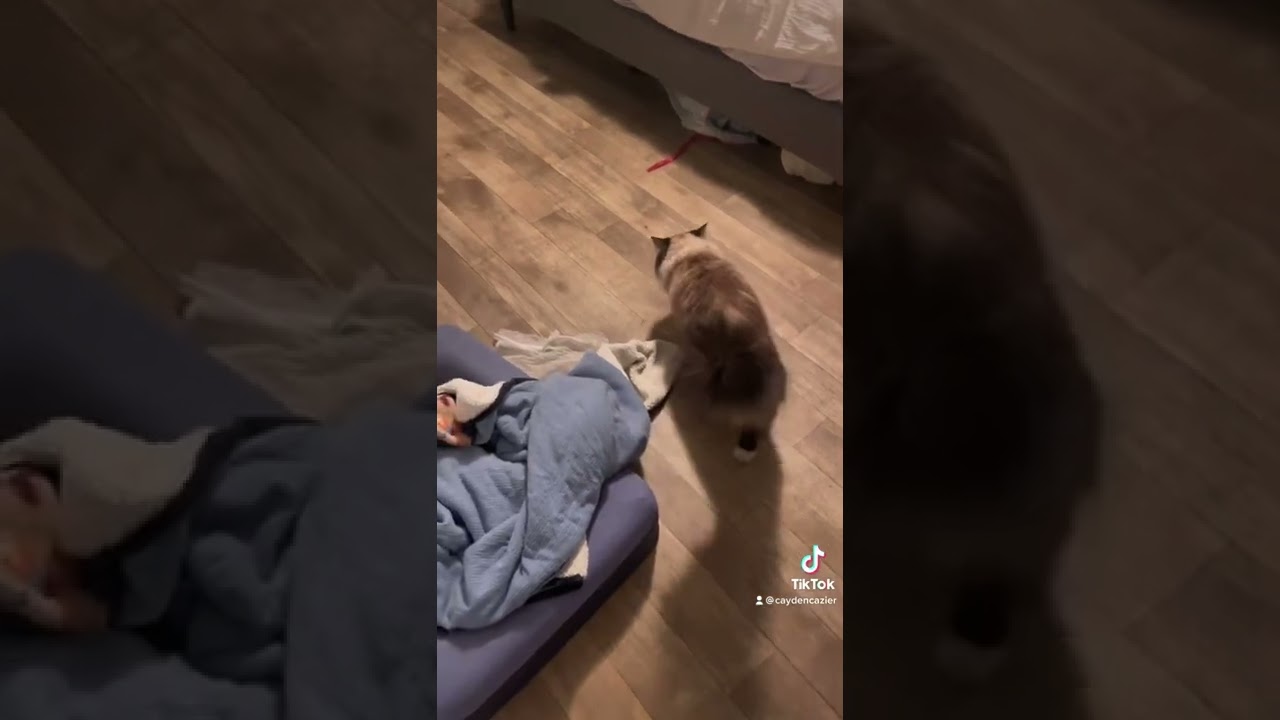 Cat Throws Up After Meeting Newborn Baby - Viral TikTok