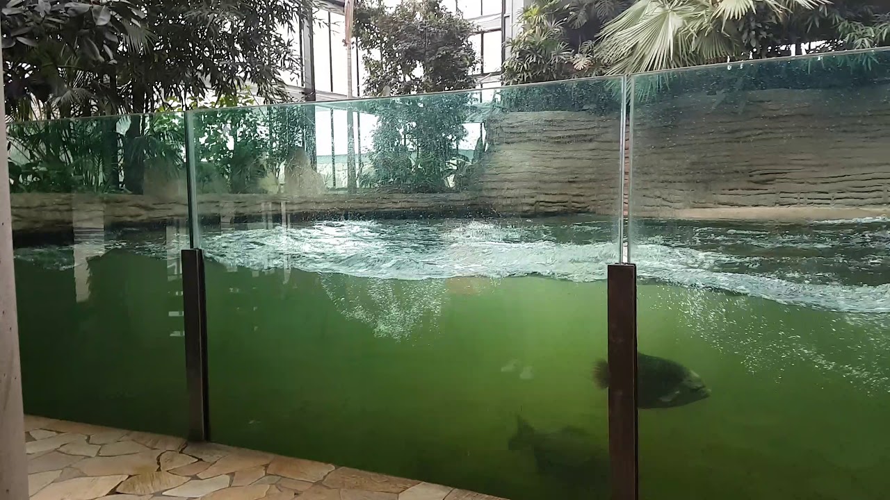 Ogromny hipopotam pływa i nurkuje w ZOO Warszawa