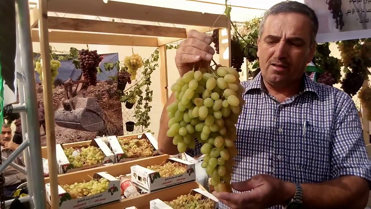عنب الزيني الفاخر .Zinni Grapes