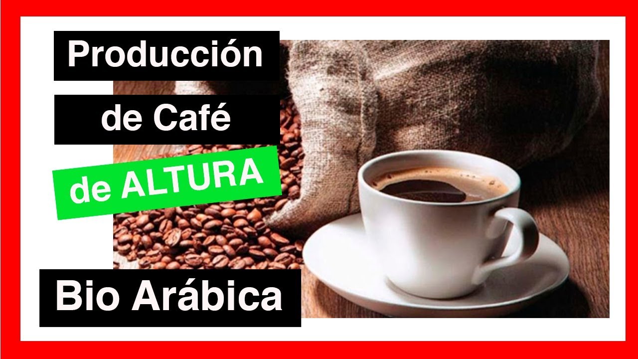 Producción de Café boliviano por Bio Arabica