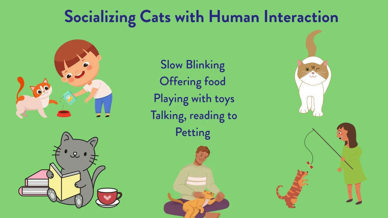 Cat Handling Video