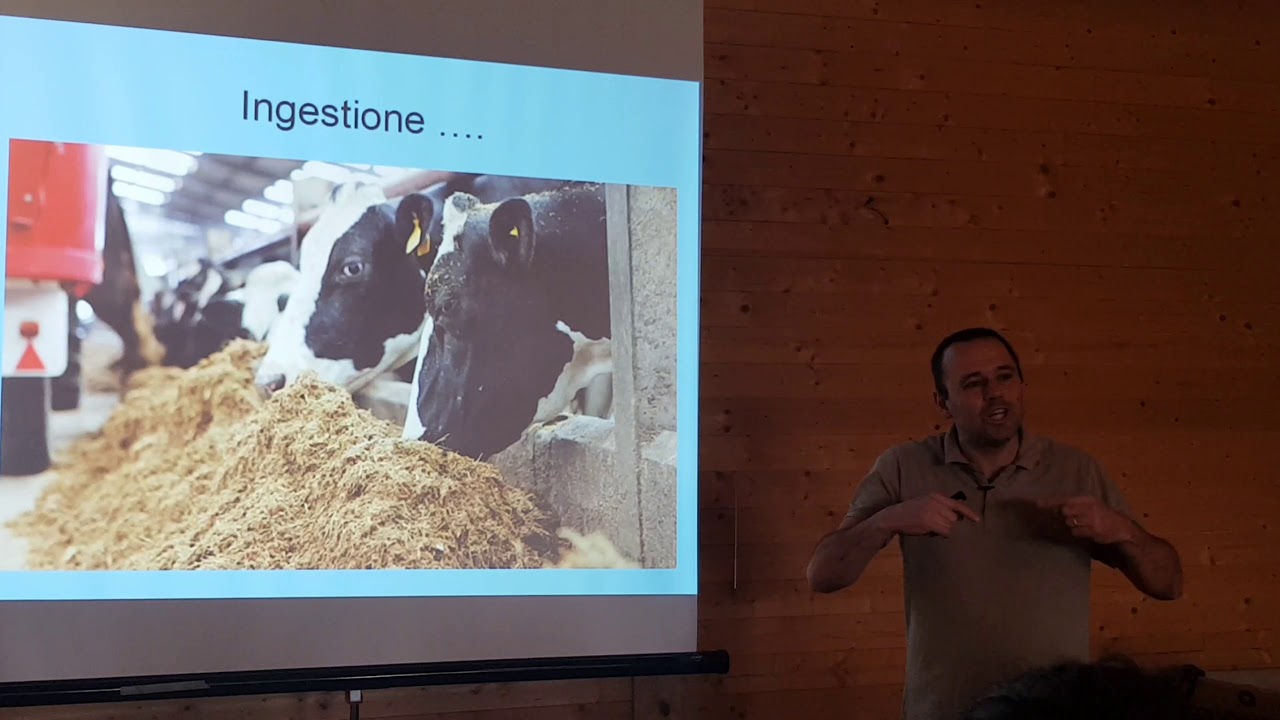 Il COLLASSO PUERPERALE 3/7  malattie metaboliche della bovina da latte