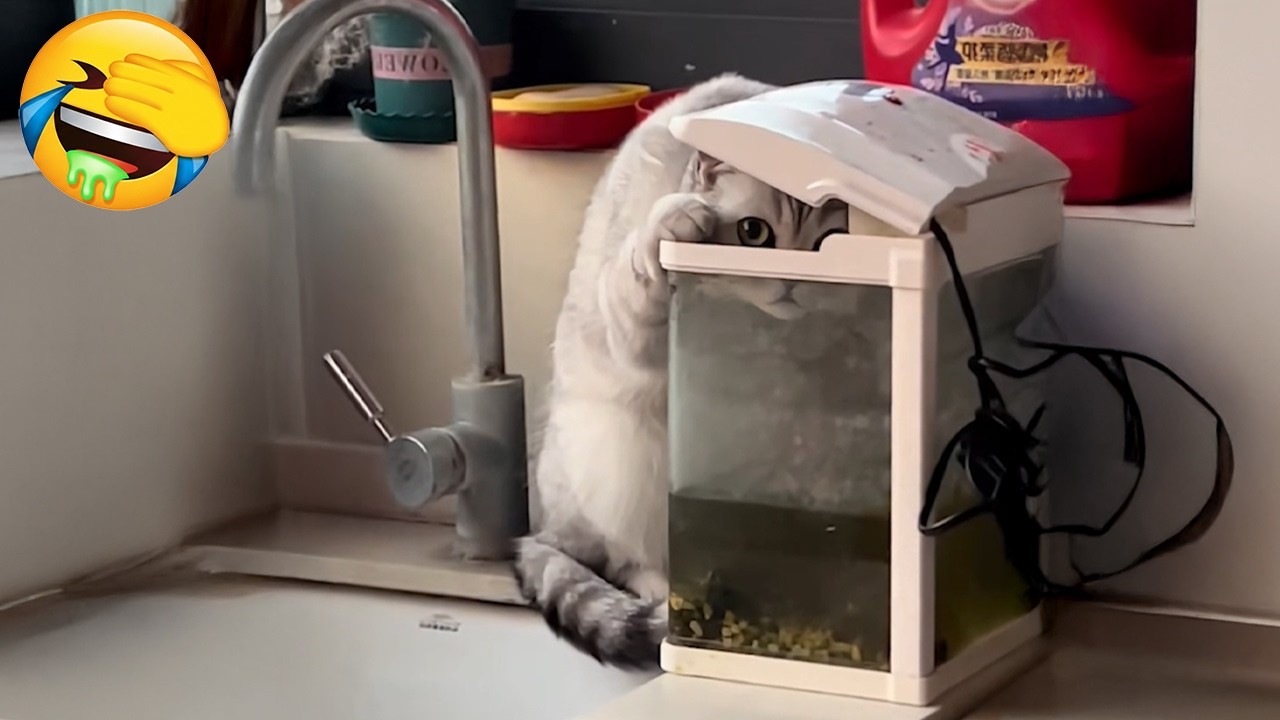 New Funniest Cats Videos 😼Try Not To Laugh😜Daily Serving of Internet Cats Part 21