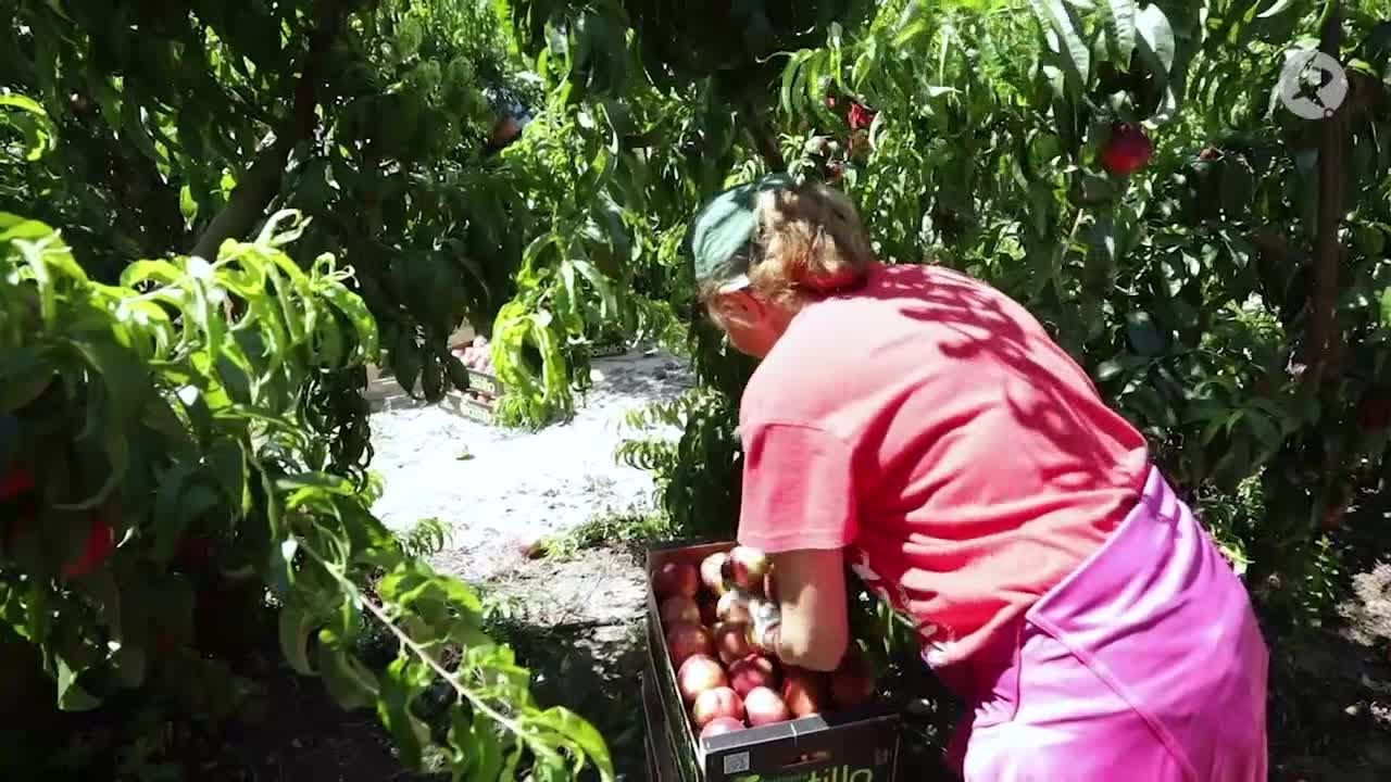 Calidad y una mejor producci&oacute;n: as&iacute; arranca la campa&ntilde;a de fruta de hueso | La Besana en Verde