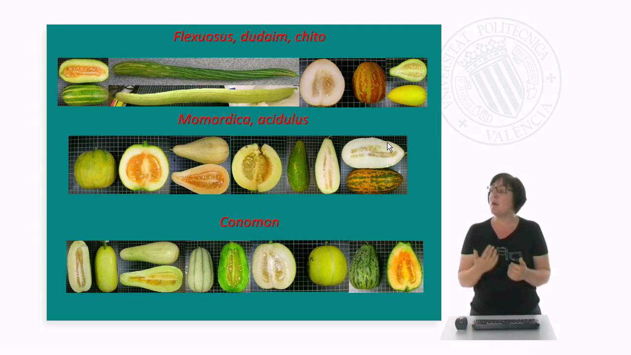 Aprovechamiento de los recursos naturales para la mejora de cucubirtáceas | 69/95 | UPV