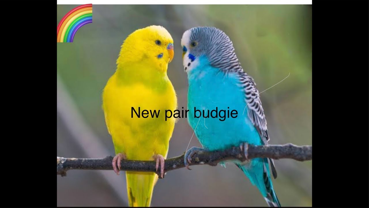 lovebirds cute video