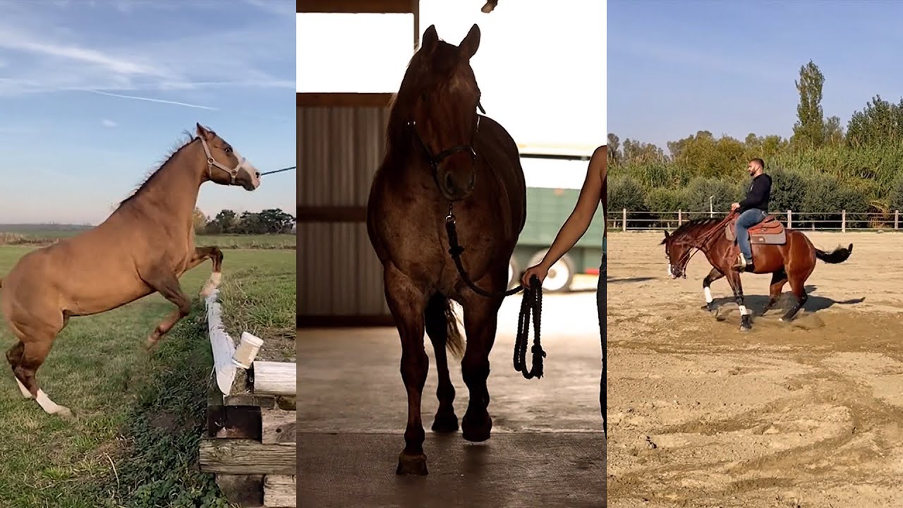 Incredible American Quarter horses and foals pt 3