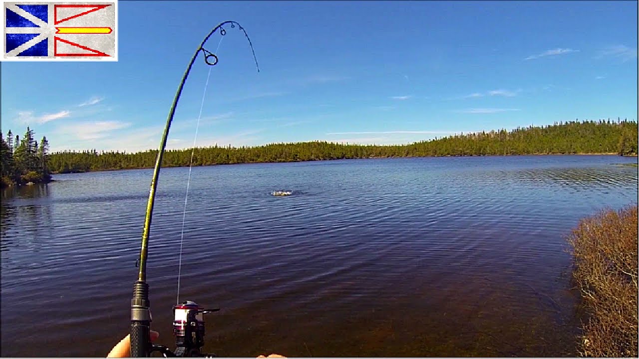 BIG Brown Trout On My FIRST CAST - Trout Fishing Newfoundland