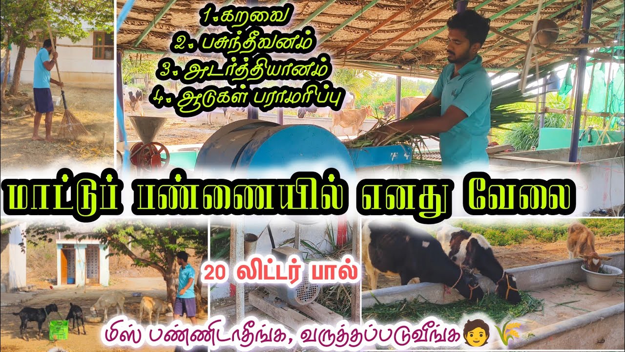 நமது பண்ணையில், எனது வேலை 🧑‍🌾🌙#farming #agriculture #cow #bull @cm.velavan 