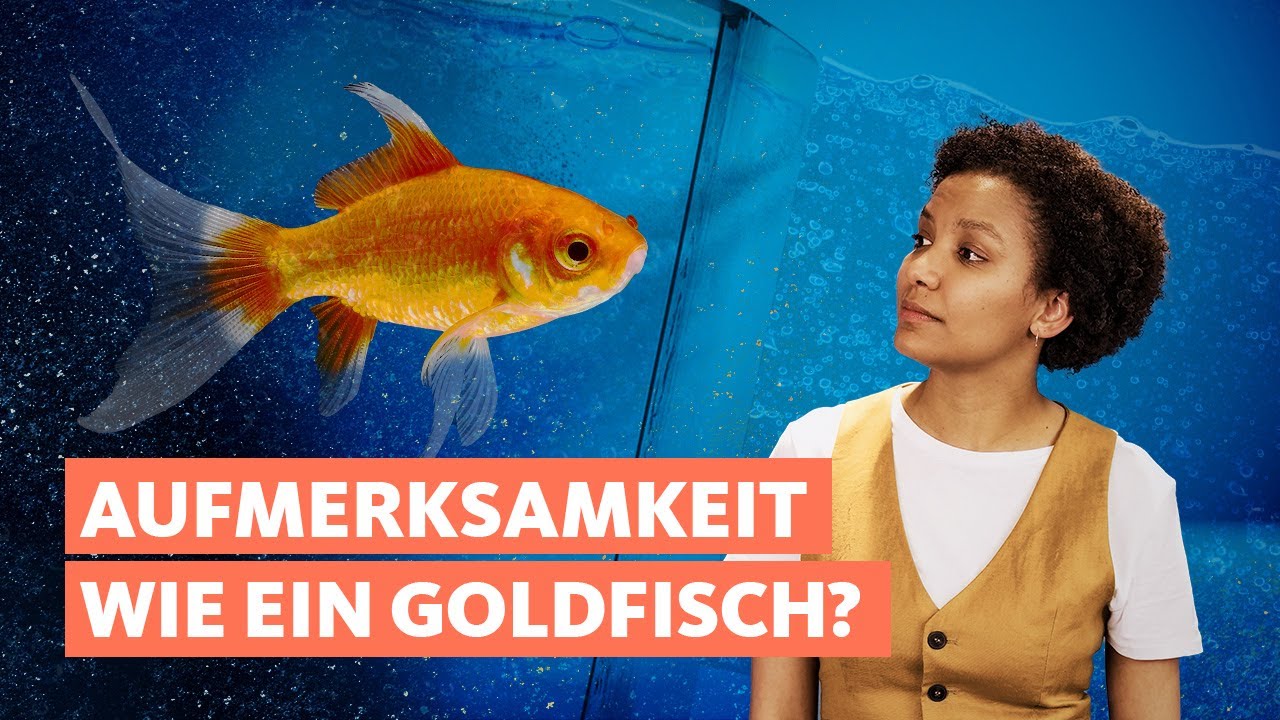 Ab 8 Sekunden ist Schluss: K&ouml;nnen wir uns nicht mehr konzentrieren? | Quarks