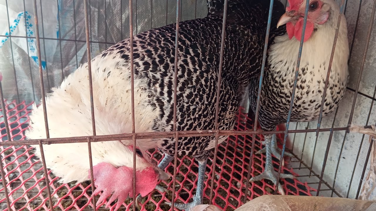 আলহামদুলিল্লাহ আজকে সকাল সকাল আমার  মুরগি ডিম উঠালাম 