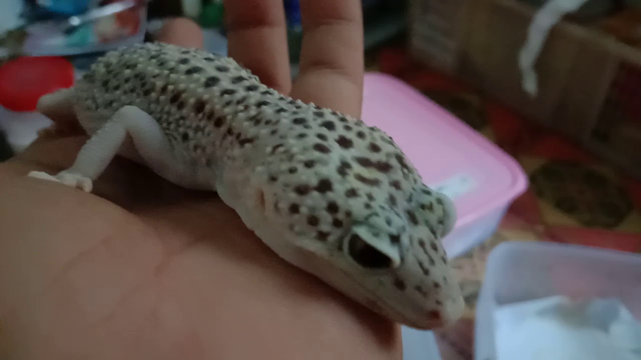 eps 68. jenis jenis mata leopard gecko