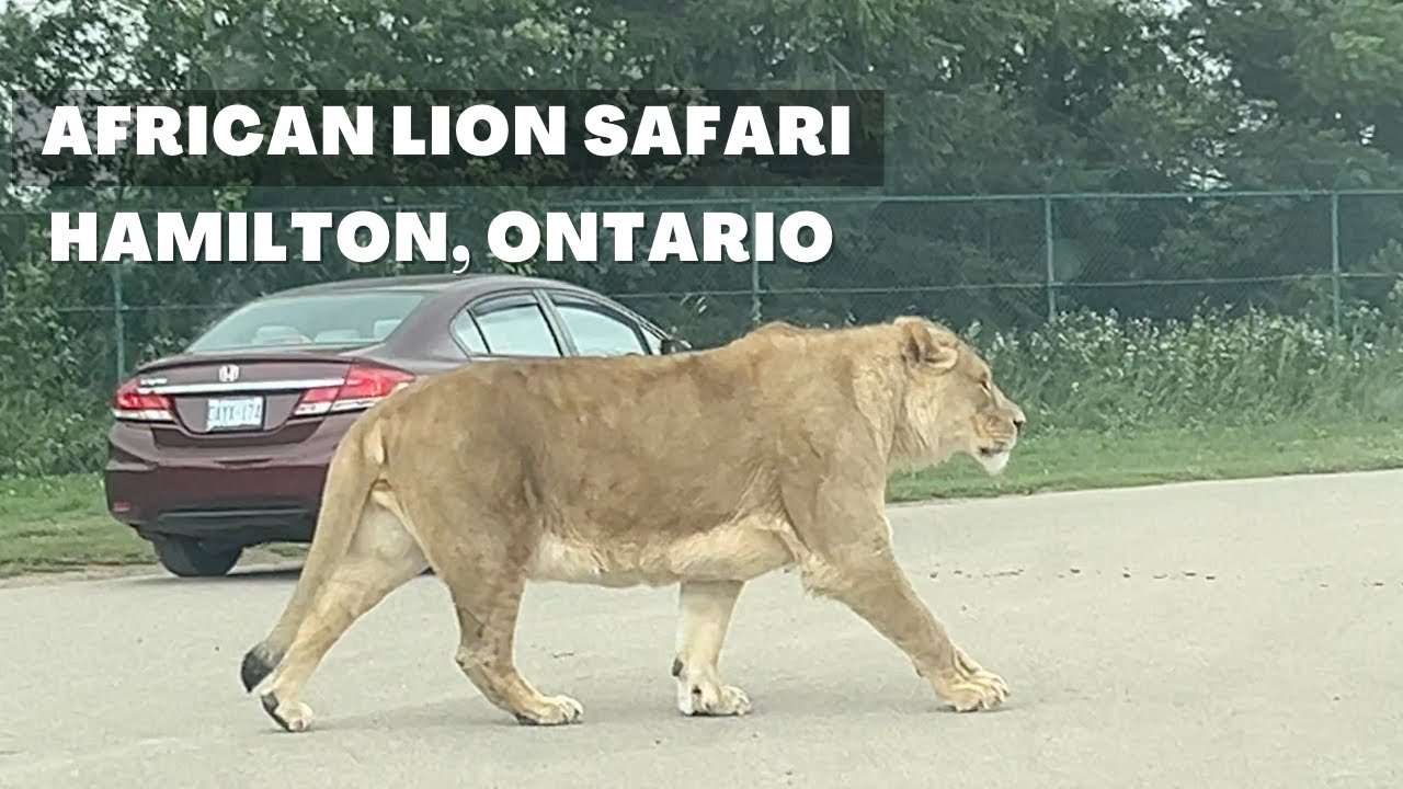 African Lion Safari in Hamilton, Toronto | Drive through Safari Park in Canada | Drive your own car