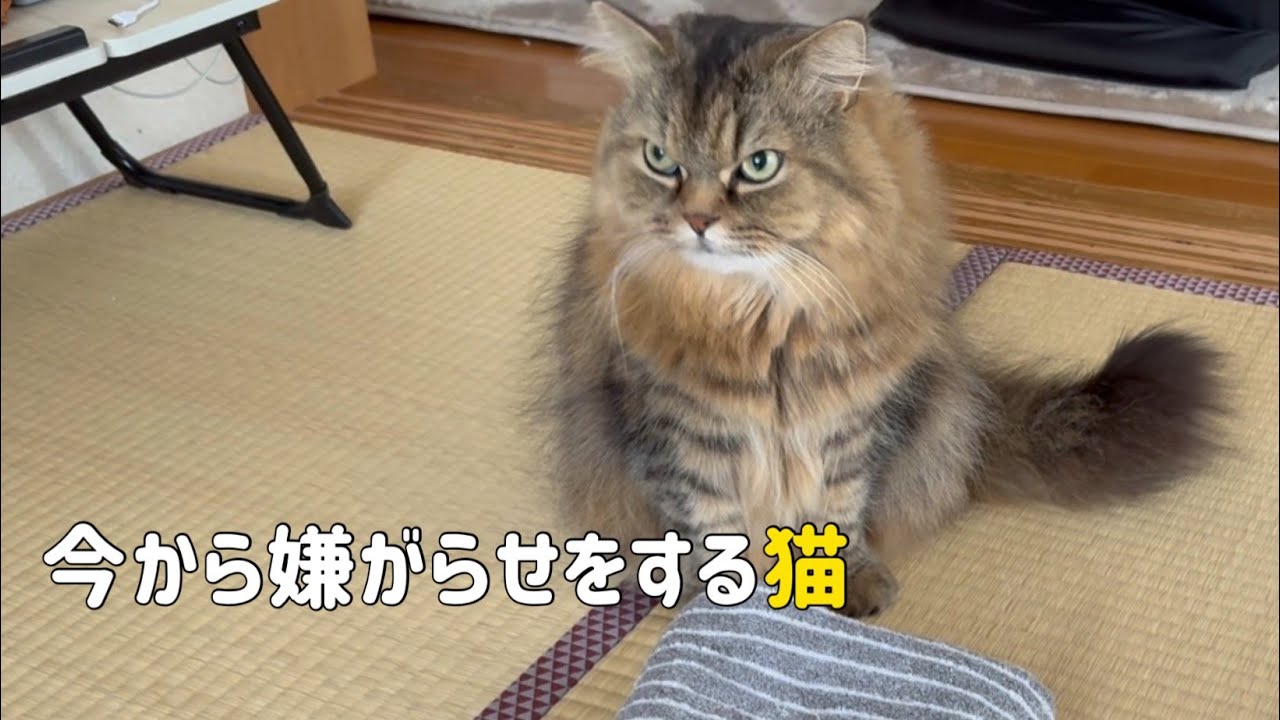 ネコの嫌がらせに困っています🥲