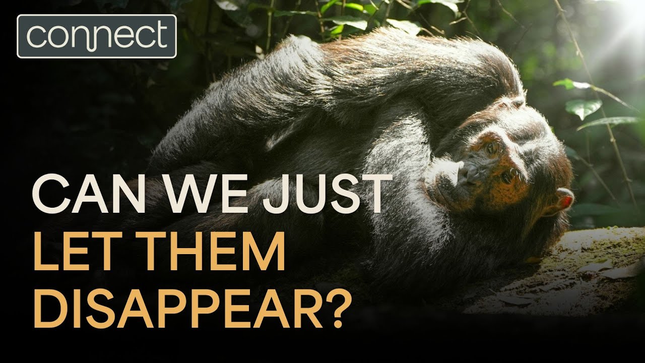 Face to Face with the Last Great Apes
