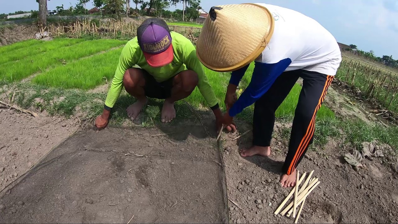 TUTORIAL SEMAI PADI DENGAN WARING/JARING/ #bagian 1