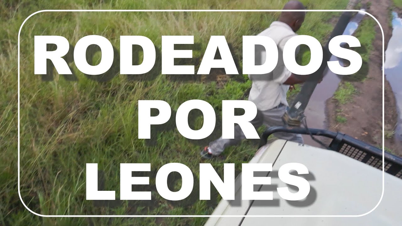 Rodeados de leones en Kenia