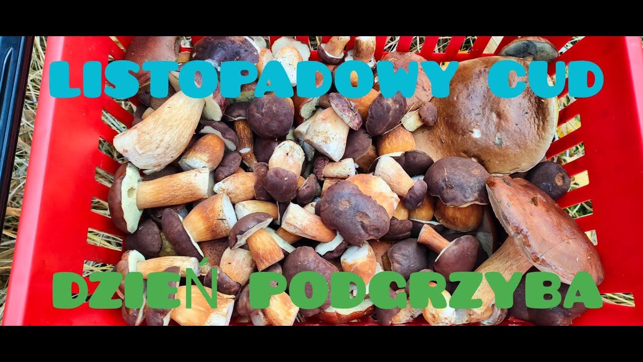 TO BYŁ DZIEŃ PODGRZYBKA !!!