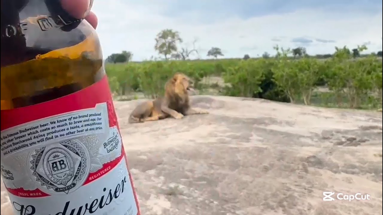 🇿🇼🐆We saw a leopard & lions 🤯 ||  Hwange || Christmas Vlog 🎄
