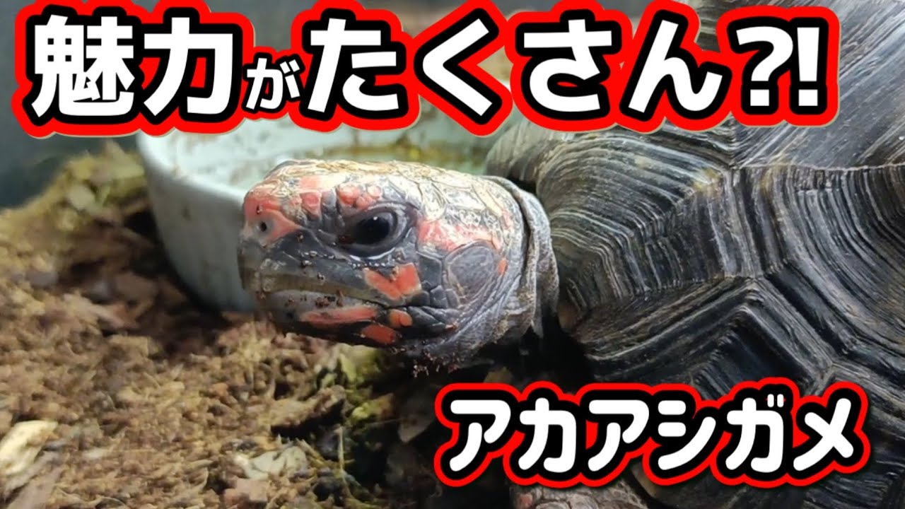 【魅力を語る回】アカアシガメに魅力に沼ってます。