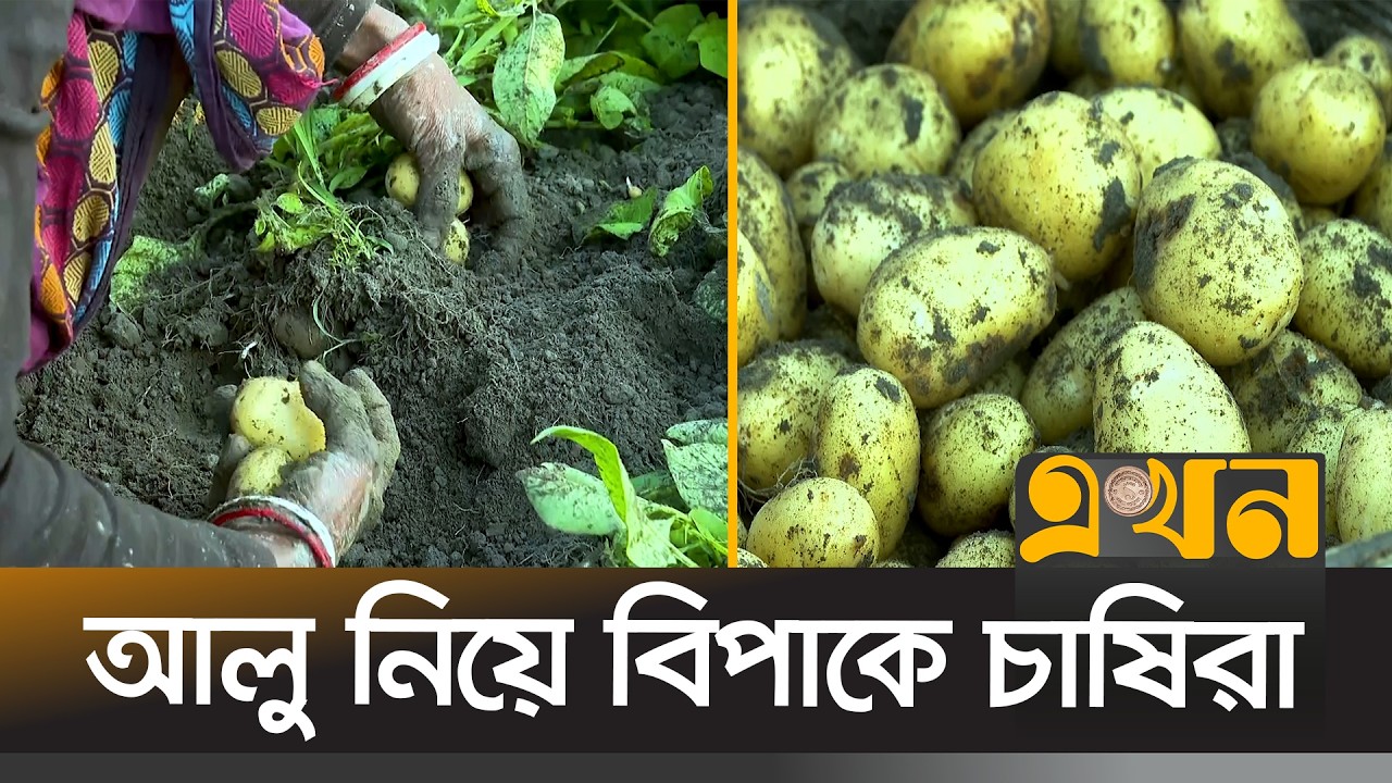 উৎপাদন খরচের চেয়ে কম দামে বিক্রি হচ্ছে আলু | Potato Cultivation | Bagura | Munshiganj | Rangpur