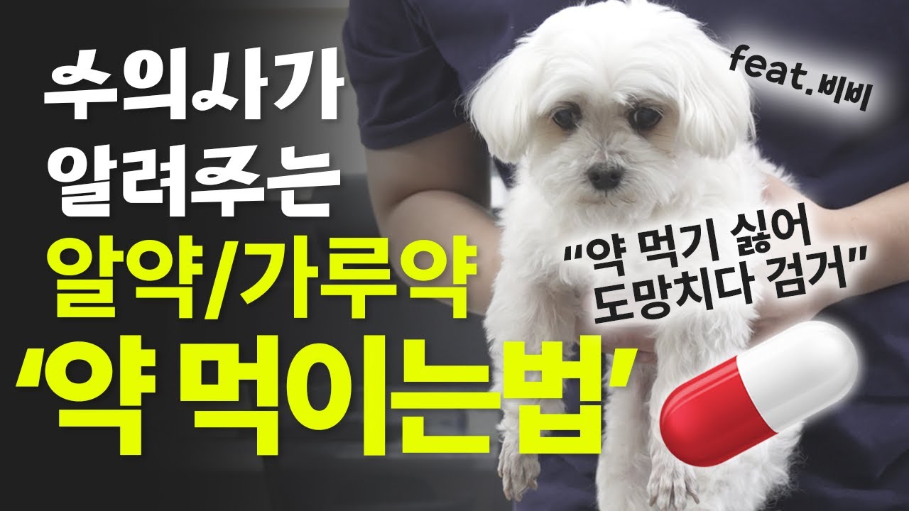 강아지,고양이 '약 먹이기' 💊 초보 견주,집사도 쉽게 가루약,알약,캡슐약 약 먹이는 방법 완전정복!  [📖비엔반려동물상식]