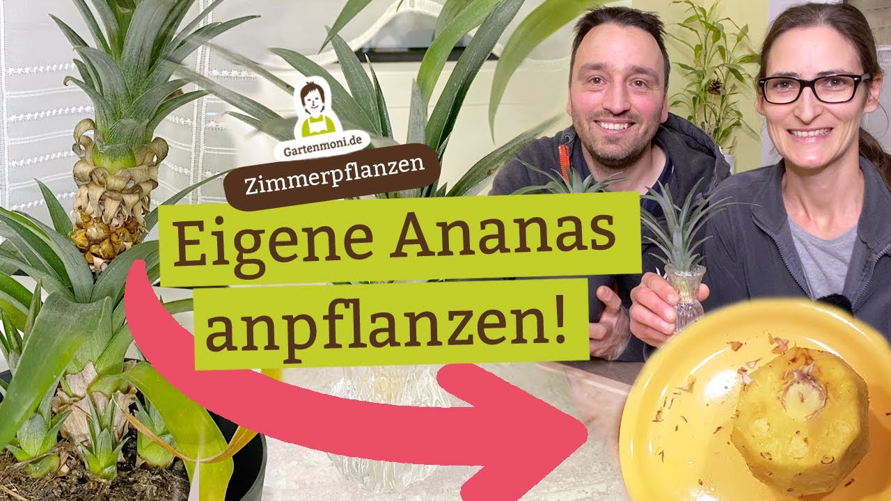 Eigene Ananas anbauen! 🍍 Ananaspflanze aus der Frucht selber ziehen: So gehts!